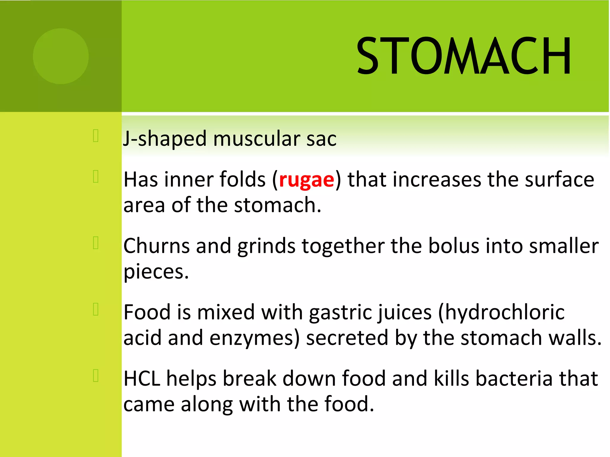 STOMACH
   J-shaped muscular sac
   Has inner folds (rugae) that increases the surface
    area of the stomach.
   Churns and grinds together the bolus into smaller
    pieces.
   Food is mixed with gastric juices (hydrochloric
    acid and enzymes) secreted by the stomach walls.
   HCL helps break down food and kills bacteria that
    came along with the food.
 