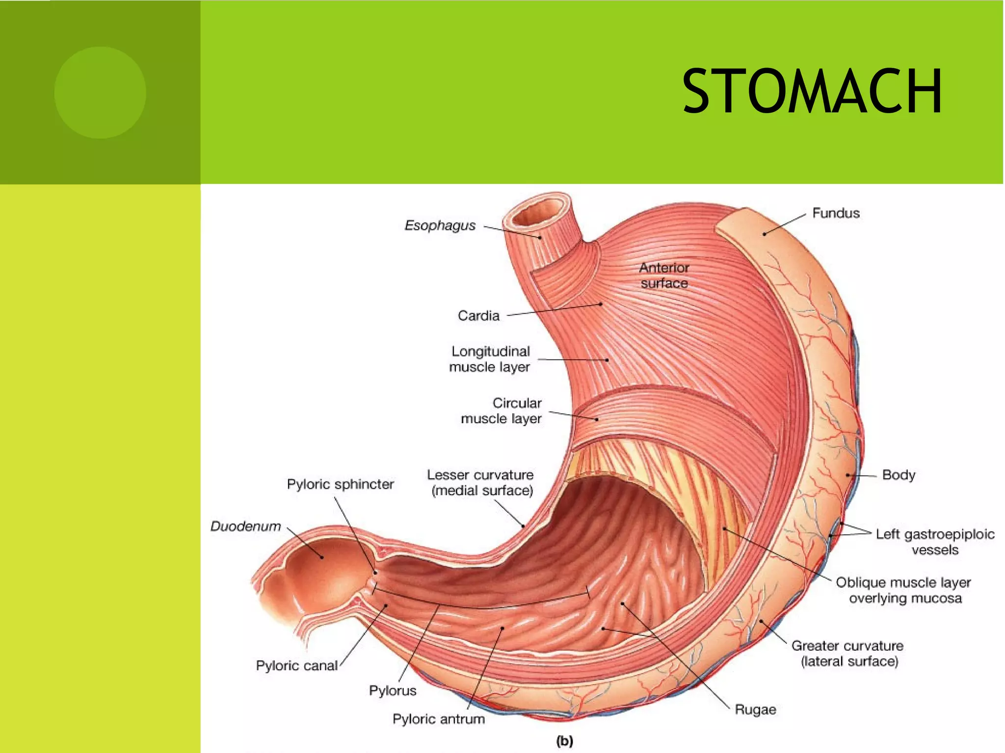 STOMACH
 