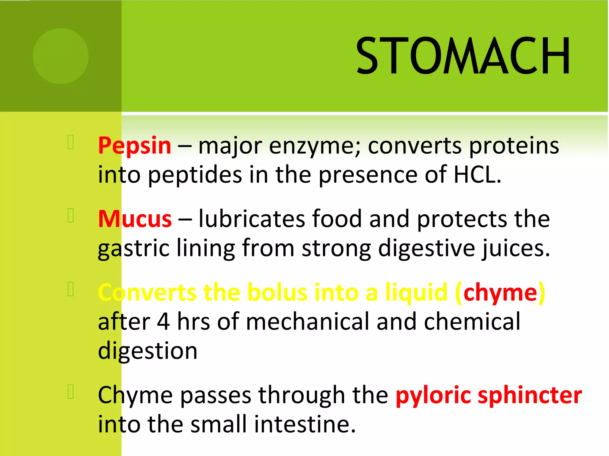 STOMACH
   Pepsin – major enzyme; converts proteins
    into peptides in the presence of HCL.
   Mucus – lubricates food and protects the
    gastric lining from strong digestive juices.
   Converts the bolus into a liquid (chyme)
    after 4 hrs of mechanical and chemical
    digestion
   Chyme passes through the pyloric sphincter
    into the small intestine.
 
