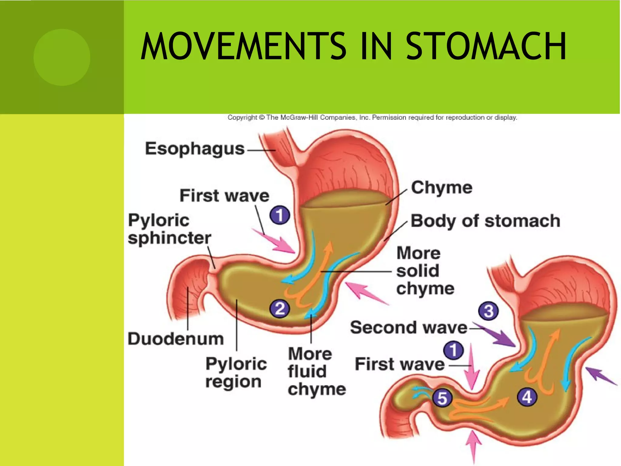MOVEMENTS IN STOMACH
 