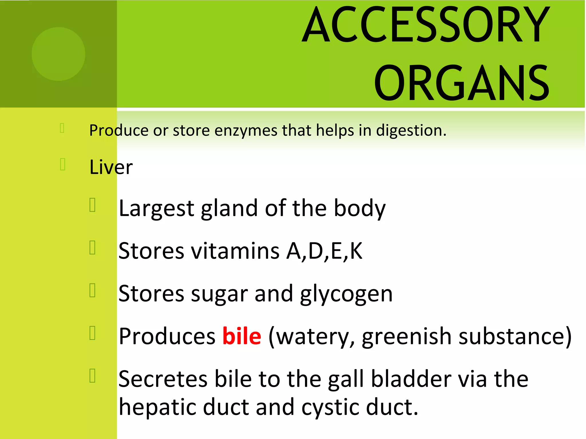 ACCESSORY
                                   ORGANS
   Produce or store enzymes that helps in digestion.
   Liver
       Largest gland of the body
       Stores vitamins A,D,E,K
       Stores sugar and glycogen
       Produces bile (watery, greenish substance)
       Secretes bile to the gall bladder via the
        hepatic duct and cystic duct.
 