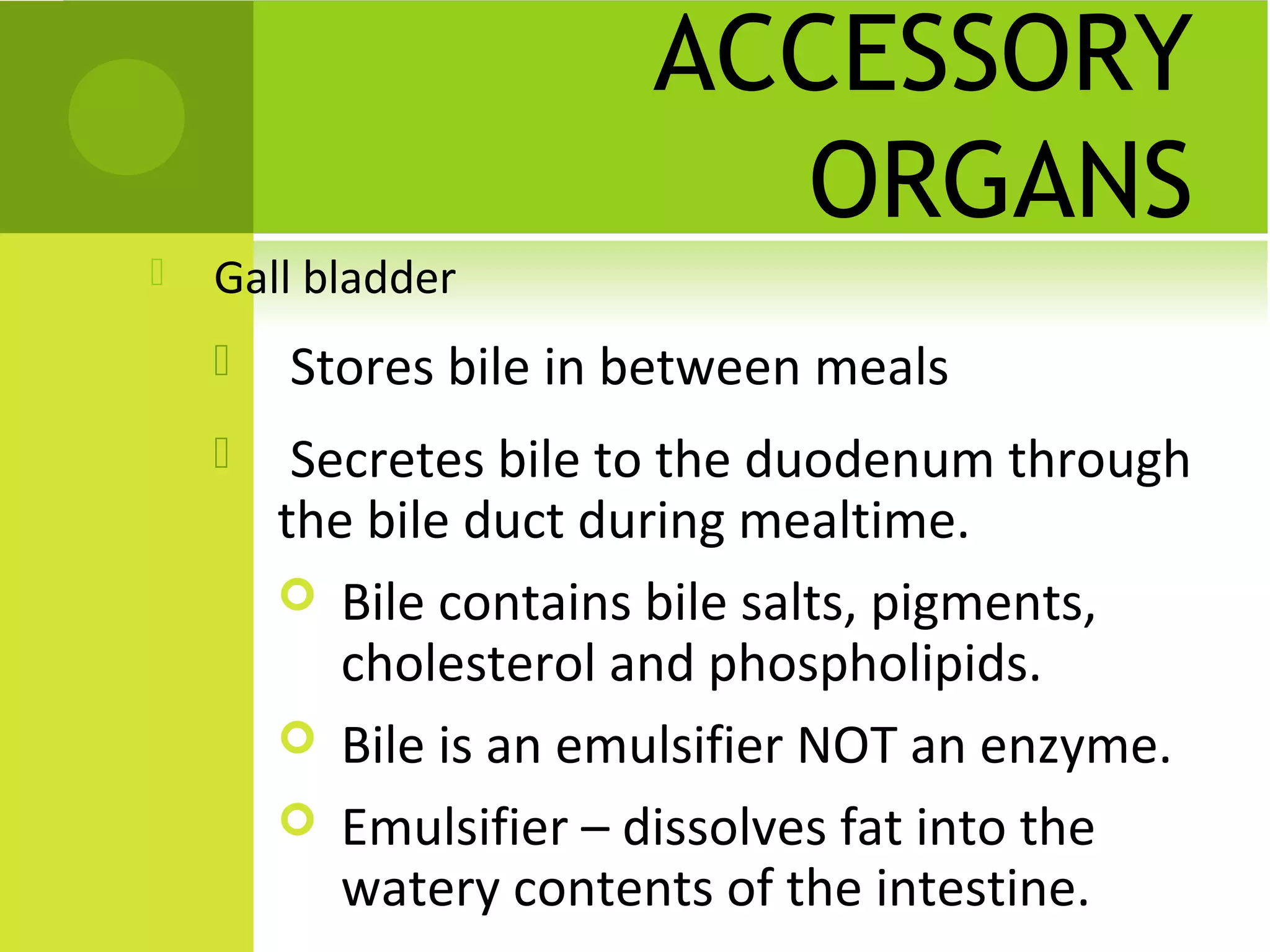 ACCESSORY
                         ORGANS
   Gall bladder
       Stores bile in between meals
        Secretes bile to the duodenum through
        the bile duct during mealtime.
         Bile contains bile salts, pigments,
           cholesterol and phospholipids.
         Bile is an emulsifier NOT an enzyme.
         Emulsifier – dissolves fat into the
           watery contents of the intestine.
 