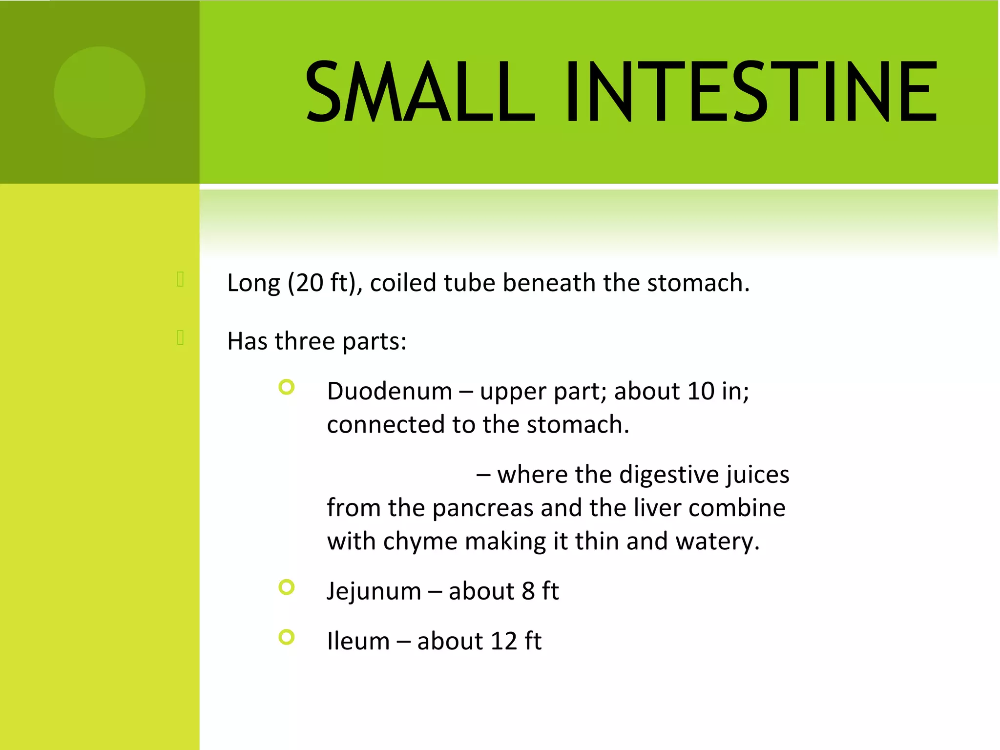 SMALL INTESTINE
   Long (20 ft), coiled tube beneath the stomach.
   Has three parts:
           Duodenum – upper part; about 10 in;
            connected to the stomach.
                        – where the digestive juices
            from the pancreas and the liver combine
            with chyme making it thin and watery.
           Jejunum – about 8 ft
           Ileum – about 12 ft
 
