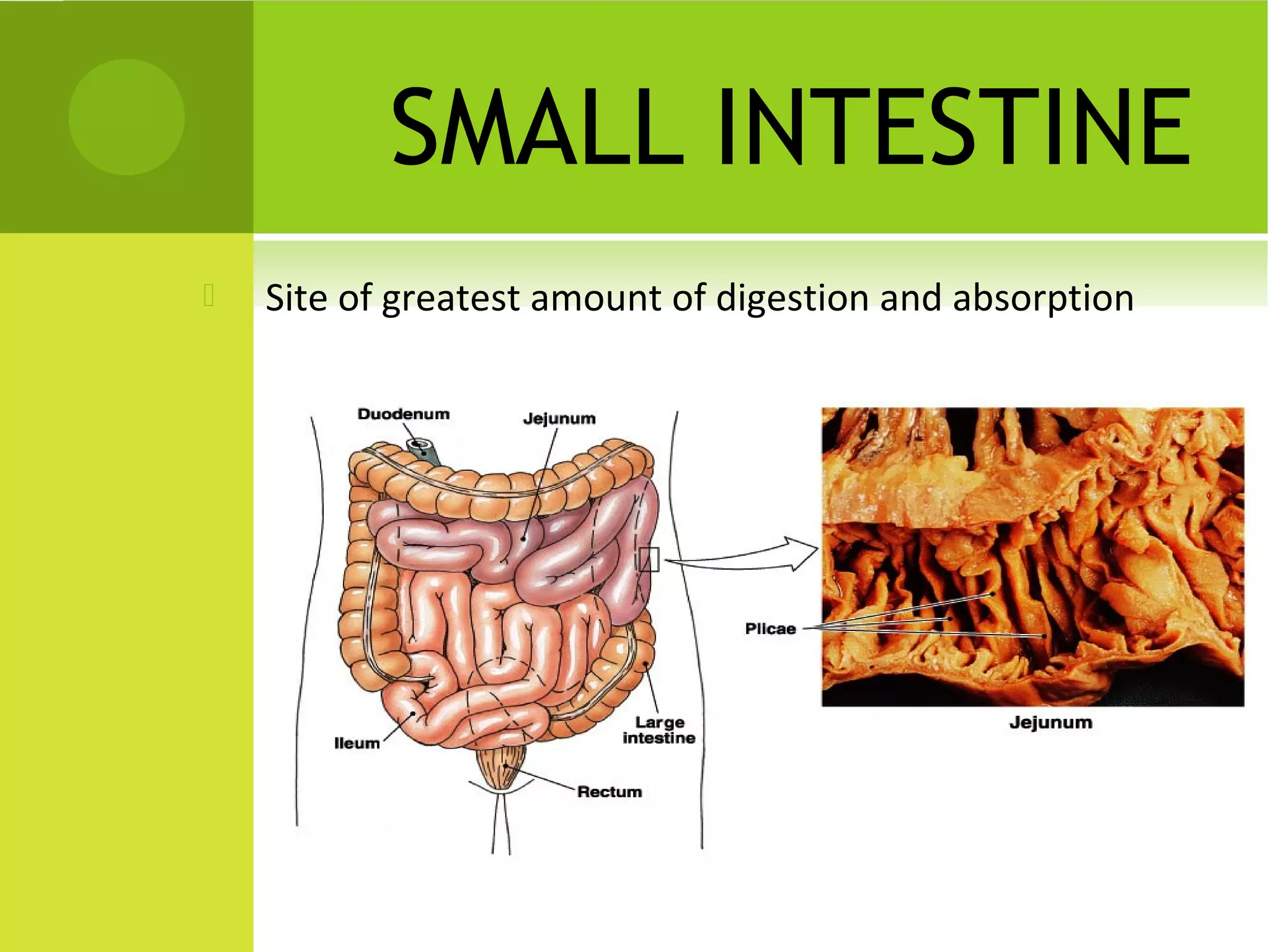 SMALL INTESTINE
   Site of greatest amount of digestion and absorption
 