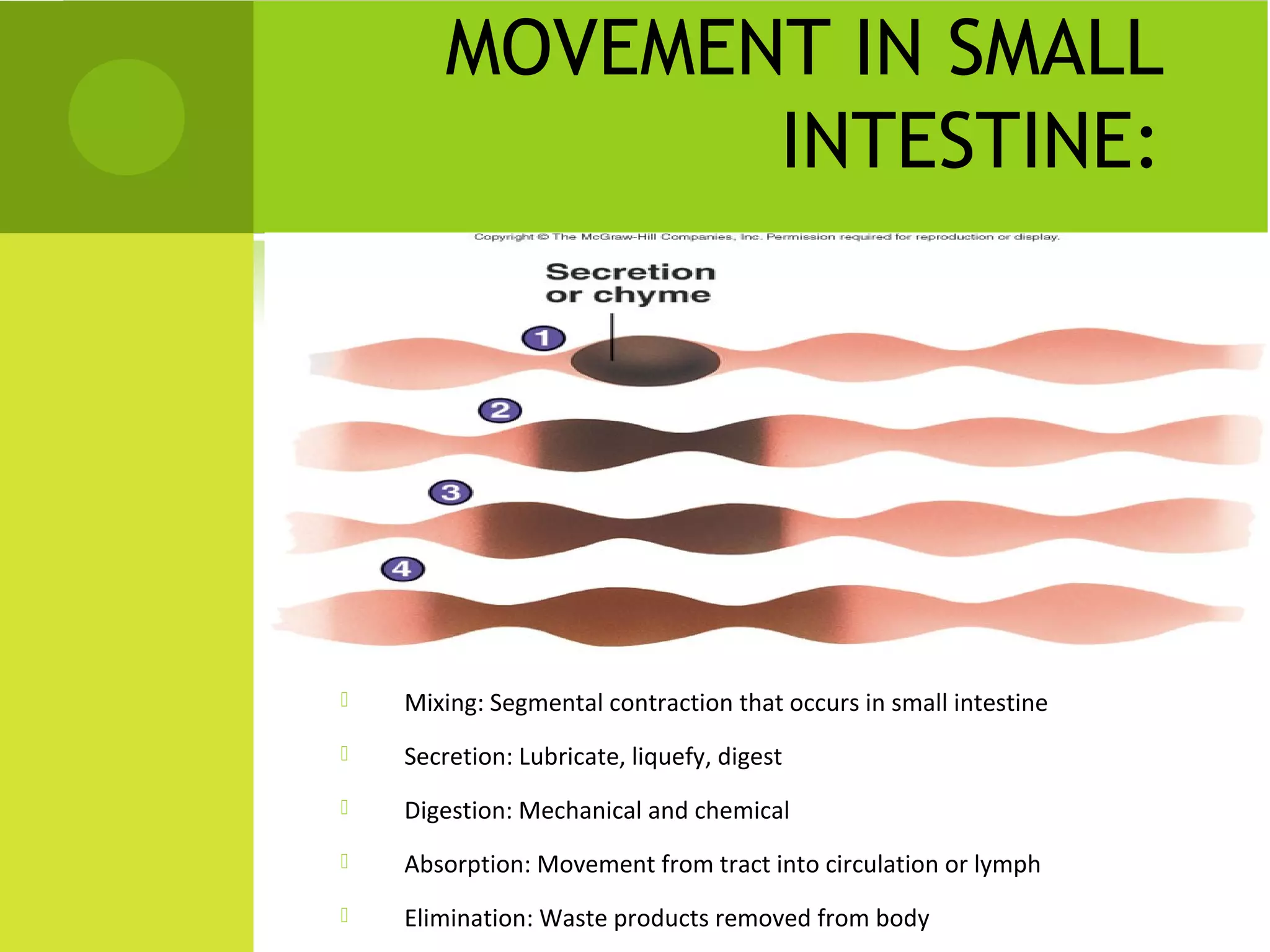 MOVEMENT IN SMALL
               INTESTINE:




   Mixing: Segmental contraction that occurs in small intestine
   Secretion: Lubricate, liquefy, digest
   Digestion: Mechanical and chemical
   Absorption: Movement from tract into circulation or lymph
   Elimination: Waste products removed from body
 