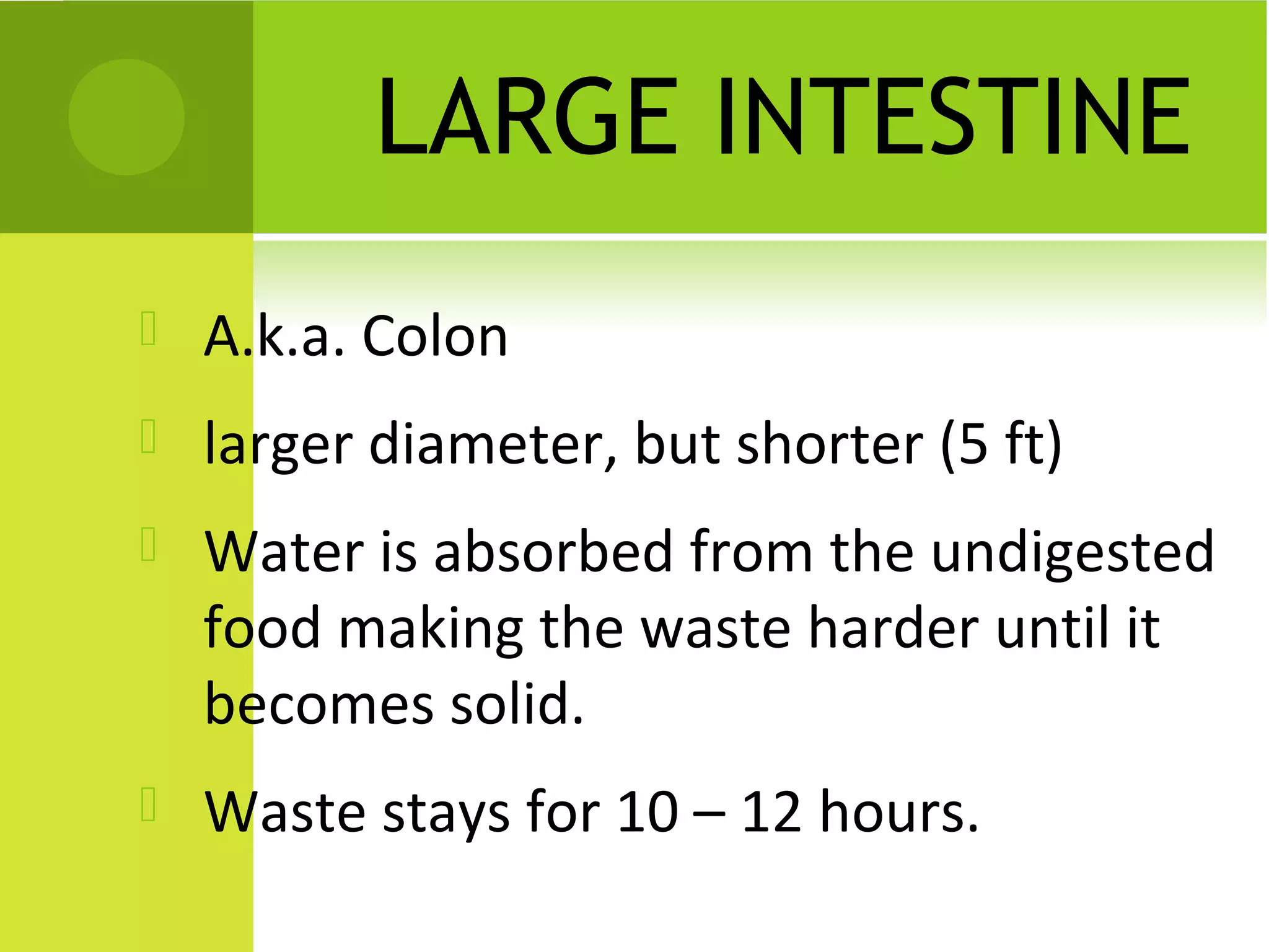 LARGE INTESTINE
   A.k.a. Colon
   larger diameter, but shorter (5 ft)
   Water is absorbed from the undigested
    food making the waste harder until it
    becomes solid.
   Waste stays for 10 – 12 hours.
 
