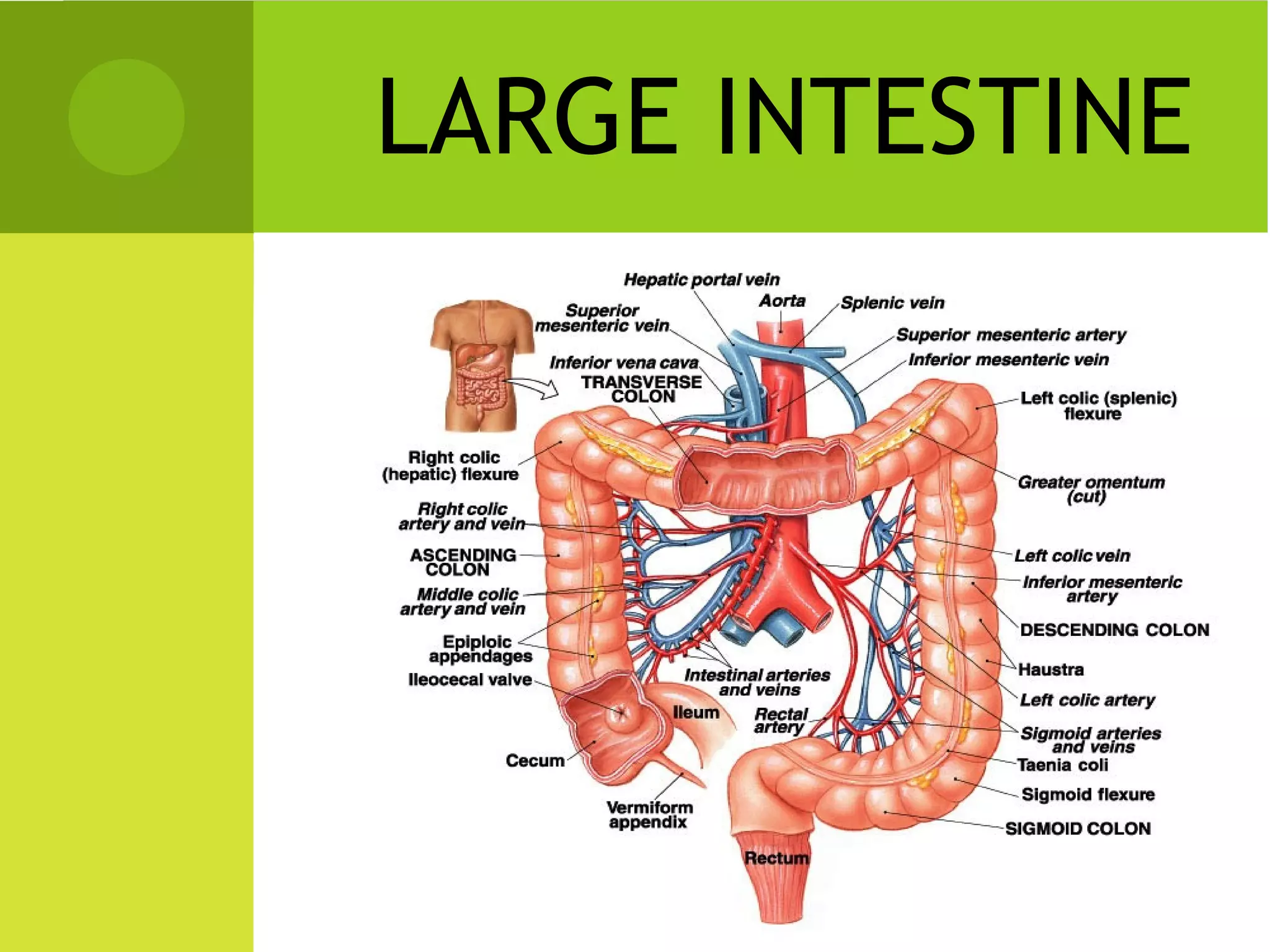 LARGE INTESTINE
 