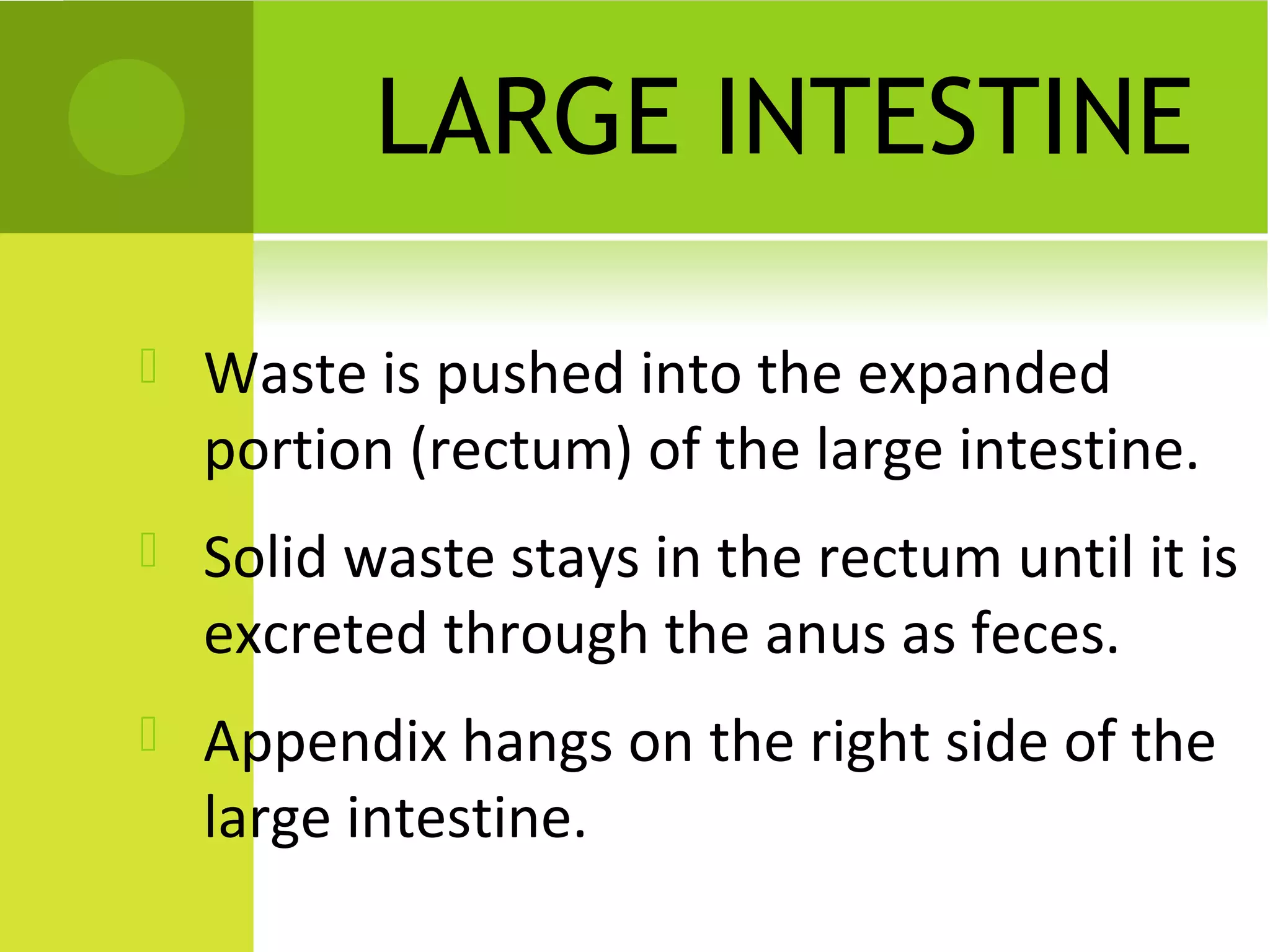 LARGE INTESTINE

   Waste is pushed into the expanded
    portion (rectum) of the large intestine.
   Solid waste stays in the rectum until it is
    excreted through the anus as feces.
   Appendix hangs on the right side of the
    large intestine.
 