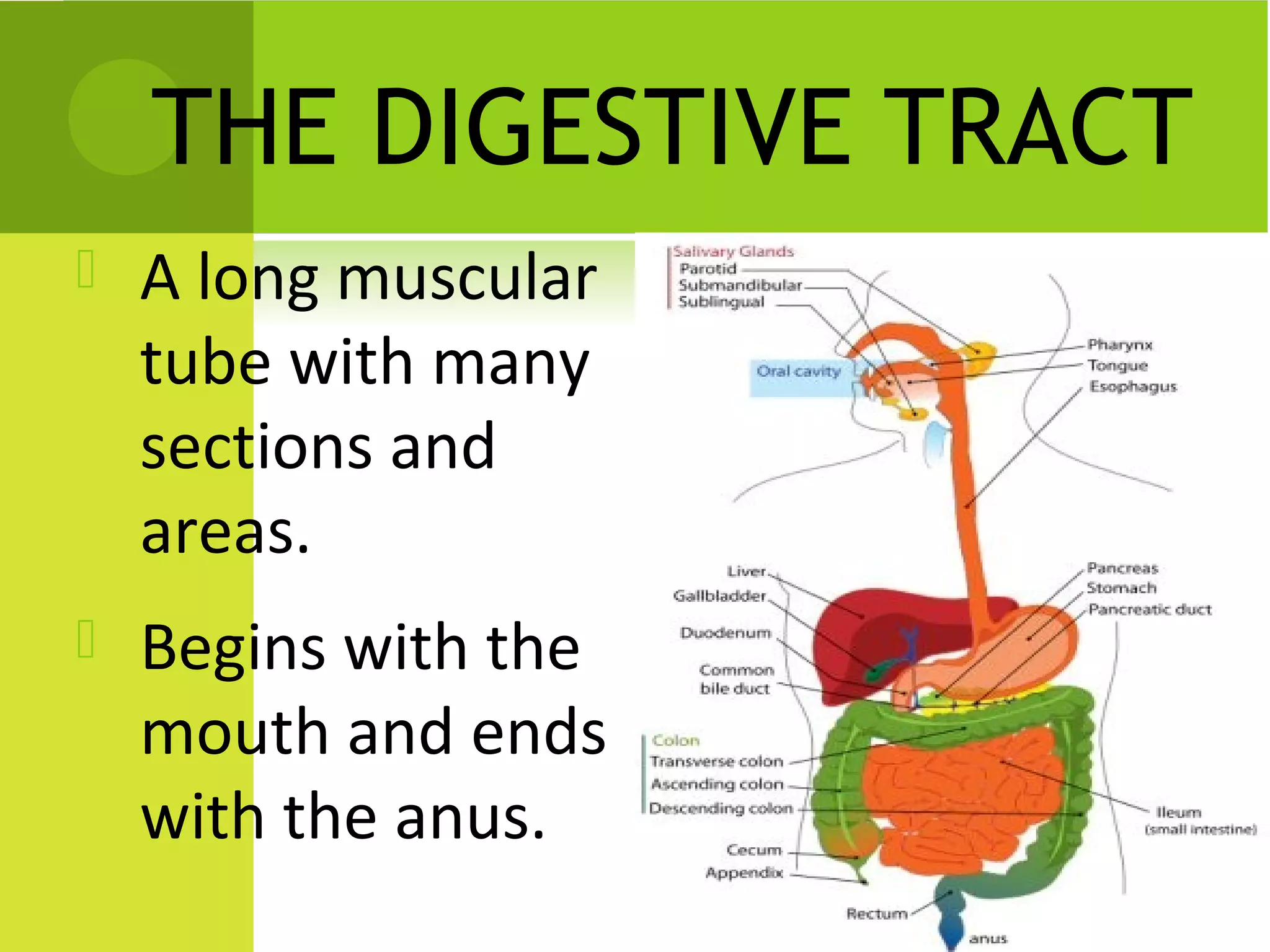 THE DIGESTIVE TRACT
   A long muscular
    tube with many
    sections and
    areas.
   Begins with the
    mouth and ends
    with the anus.
 