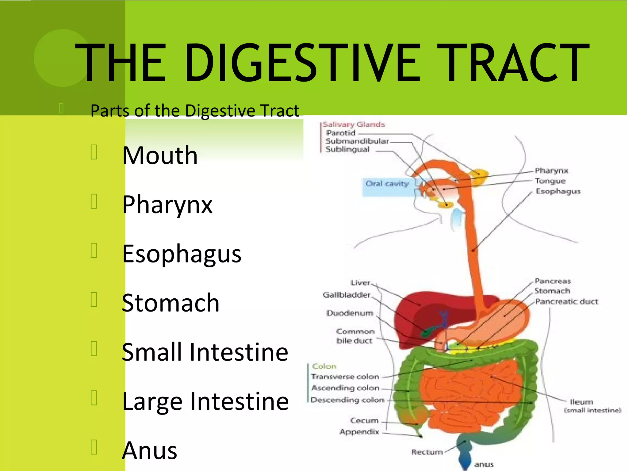 THE DIGESTIVE TRACT
   Parts of the Digestive Tract

       Mouth
       Pharynx
       Esophagus
       Stomach
       Small Intestine
       Large Intestine
       Anus
 