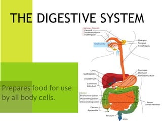THE DIGESTIVE SYSTEM
 