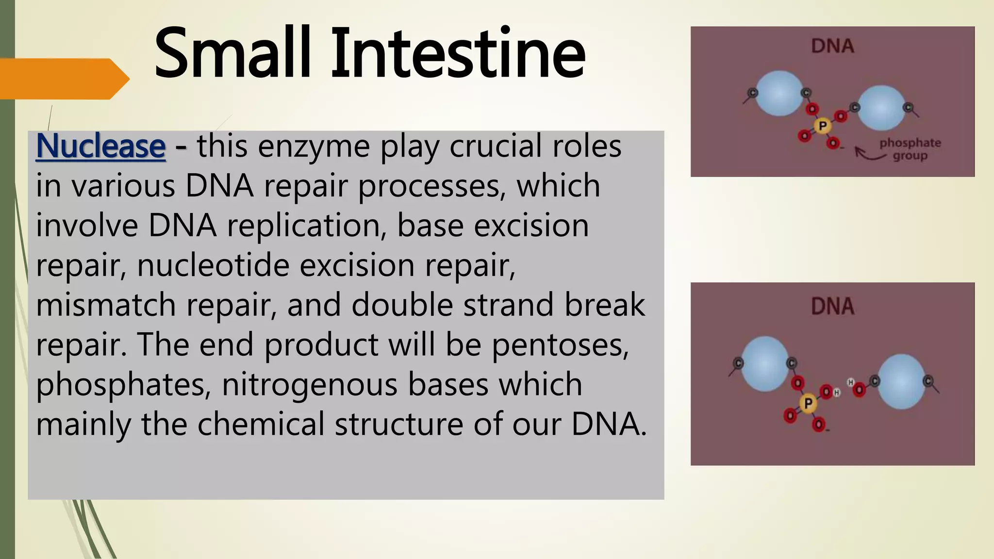 The Digestive System (Chemical Digestion) | PPTX