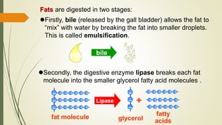 Fats are digested in two stages:
Firstly, bile (released by the gall bladder) allows the fat to
“mix” with water by breaking the fat into smaller droplets.
This is called emulsification.
Secondly, the digestive enzyme lipase breaks each fat
molecule into the smaller glycerol fatty acid molecules .
bile
Lipase +
fat molecule glycerol
fatty
acids
 
