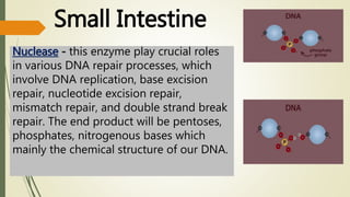 Small Intestine
Nuclease - this enzyme play crucial roles
in various DNA repair processes, which
involve DNA replication, base excision
repair, nucleotide excision repair,
mismatch repair, and double strand break
repair. The end product will be pentoses,
phosphates, nitrogenous bases which
mainly the chemical structure of our DNA.
 
