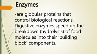 Enzymes
-are globular proteins that
control biological reactions.
Digestive enzymes speed up the
breakdown (hydrolysis) of food
molecules into their ‘building
block’ components.
 
