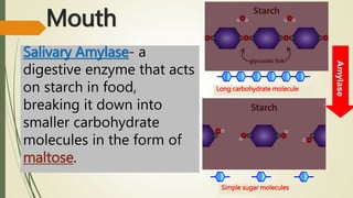Mouth
Salivary Amylase- a
digestive enzyme that acts
on starch in food,
breaking it down into
smaller carbohydrate
molecules in the form of
maltose.
Long carbohydrate molecule
Simple sugar molecules
Amylase
 