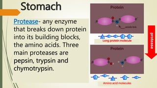 Stomach
Protease- any enzyme
that breaks down protein
into its building blocks,
the amino acids. Three
main proteases are
pepsin, trypsin and
chymotrypsin.
Long protein molecule
Amino acid molecules
protease
 