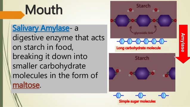 Carbohydrates Are Molecules Made Up Of 20 Kinds Of Amino Acids | All