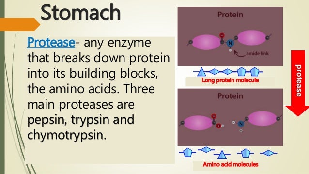 The Digestive System (Chemical Digestion)