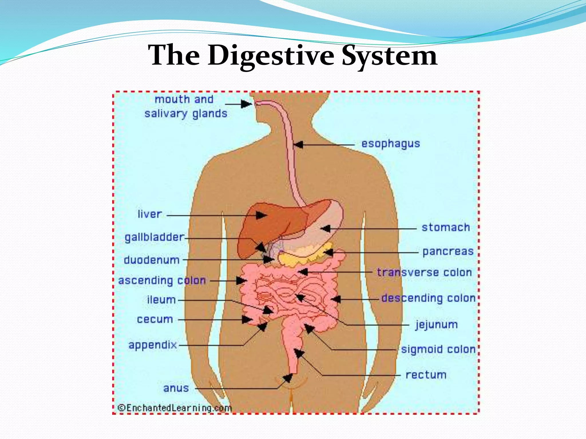 The digestive system intro | PPTX
