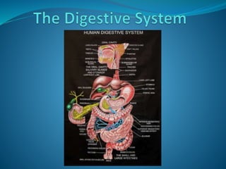 The digestive system intro | PPT