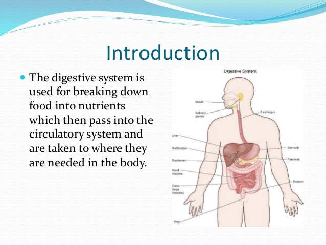 The digestive system intro