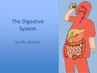 The Digestive System by Mrs Bartels 