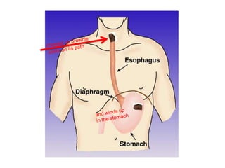 chewed up browniestarts on its pathTheand winds upin the stomach
