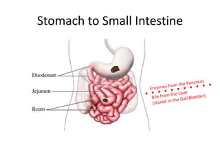 Stomach to Small IntestineEnzymes from the PancreasBile from the Liver(stored in the Gall Bladder)