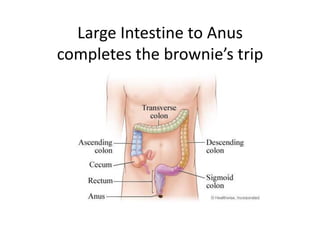 Large Intestine to Anus completes the brownie’s trip