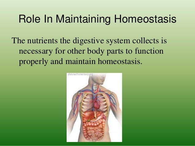 The digestive system