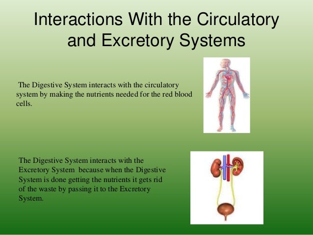 The digestive system p3