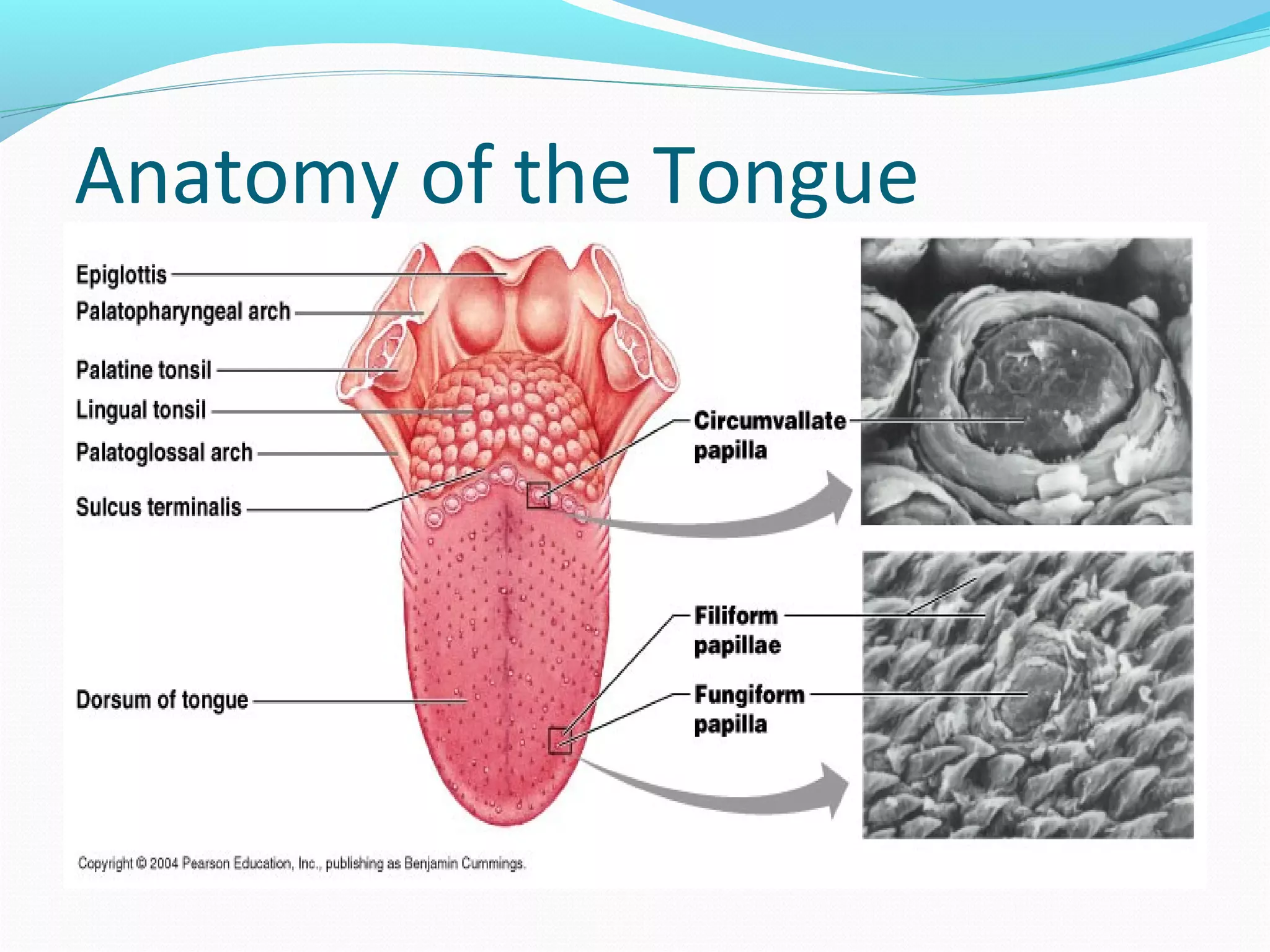 Anatomy of the Tongue
 