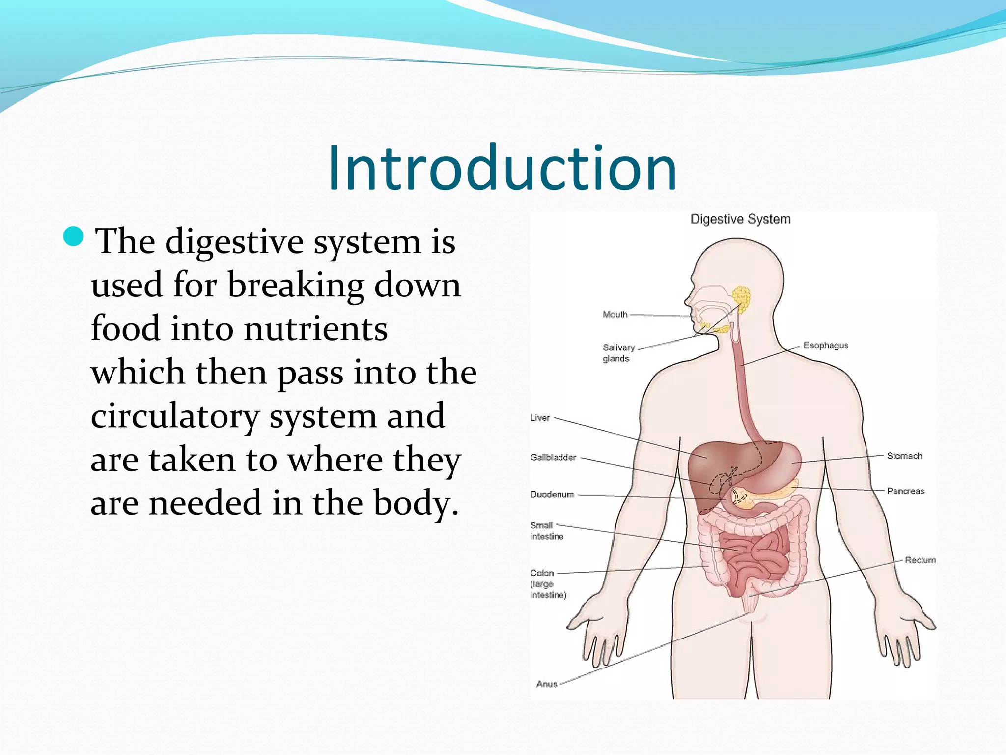 Introduction
The digestive system is
used for breaking down
food into nutrients
which then pass into the
circulatory system and
are taken to where they
are needed in the body.
 