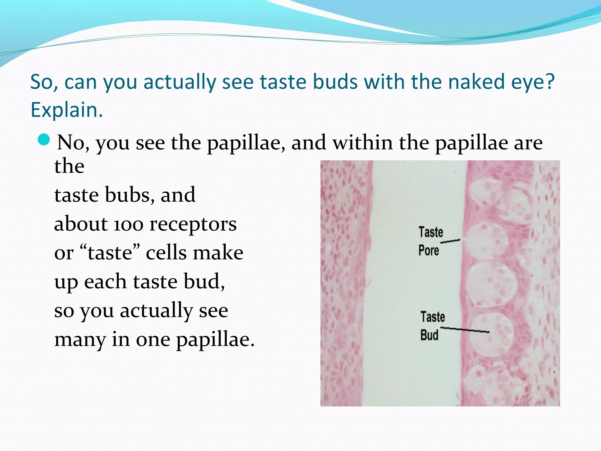 So, can you actually see taste buds with the naked eye?
Explain.
No, you see the papillae, and within the papillae are
the
taste bubs, and
about 100 receptors
or “taste” cells make
up each taste bud,
so you actually see
many in one papillae.
 