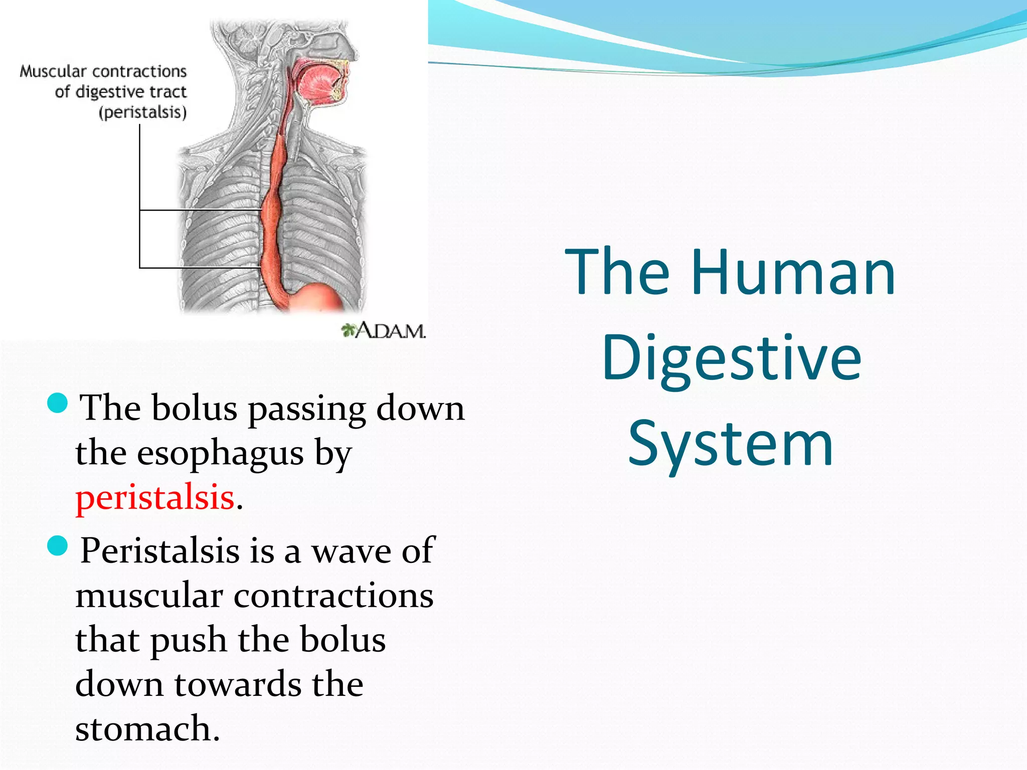 The Human
Digestive
System
The bolus passing down
the esophagus by
peristalsis.
Peristalsis is a wave of
muscular contractions
that push the bolus
down towards the
stomach.
 