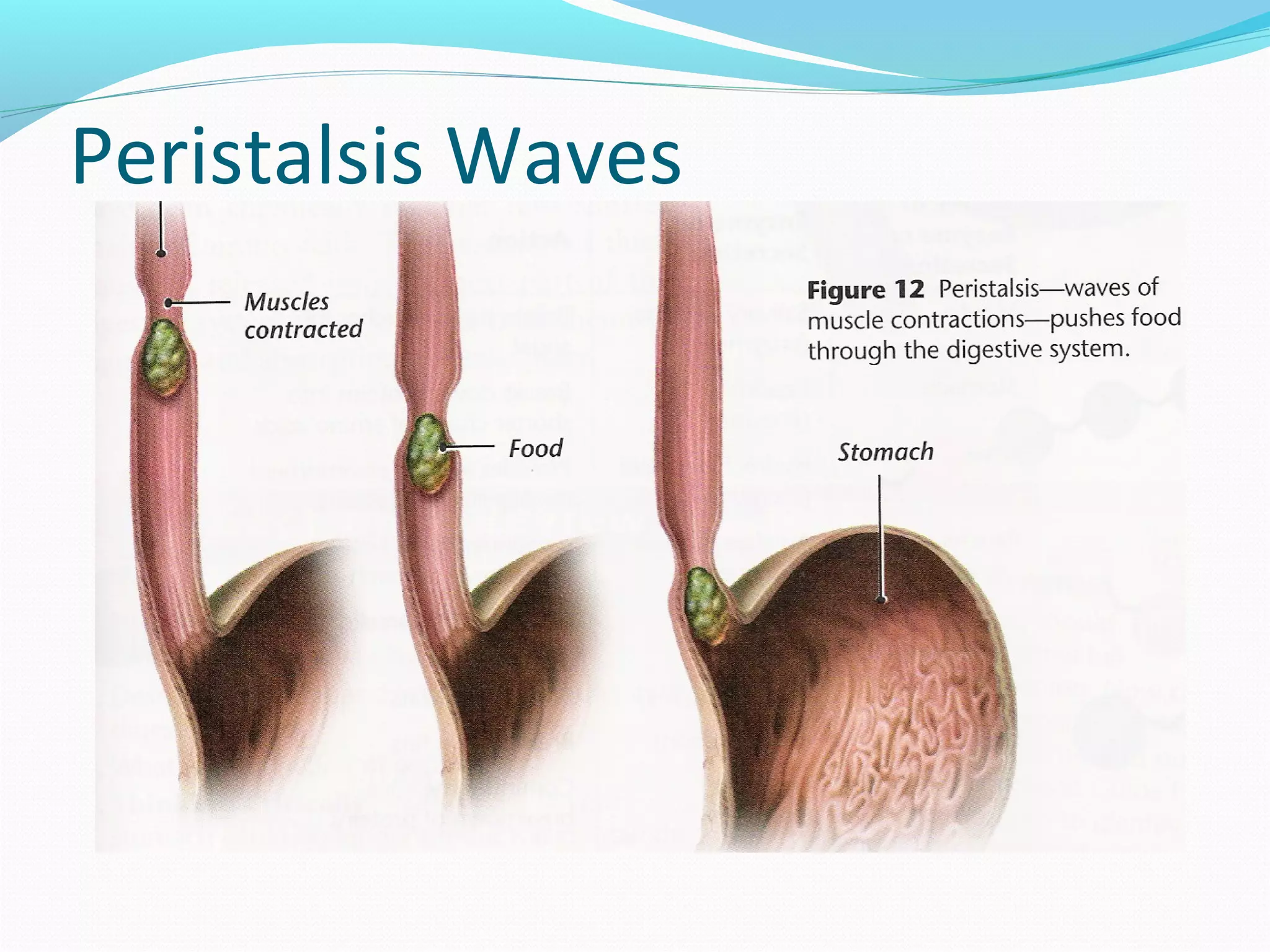 Peristalsis Waves
 