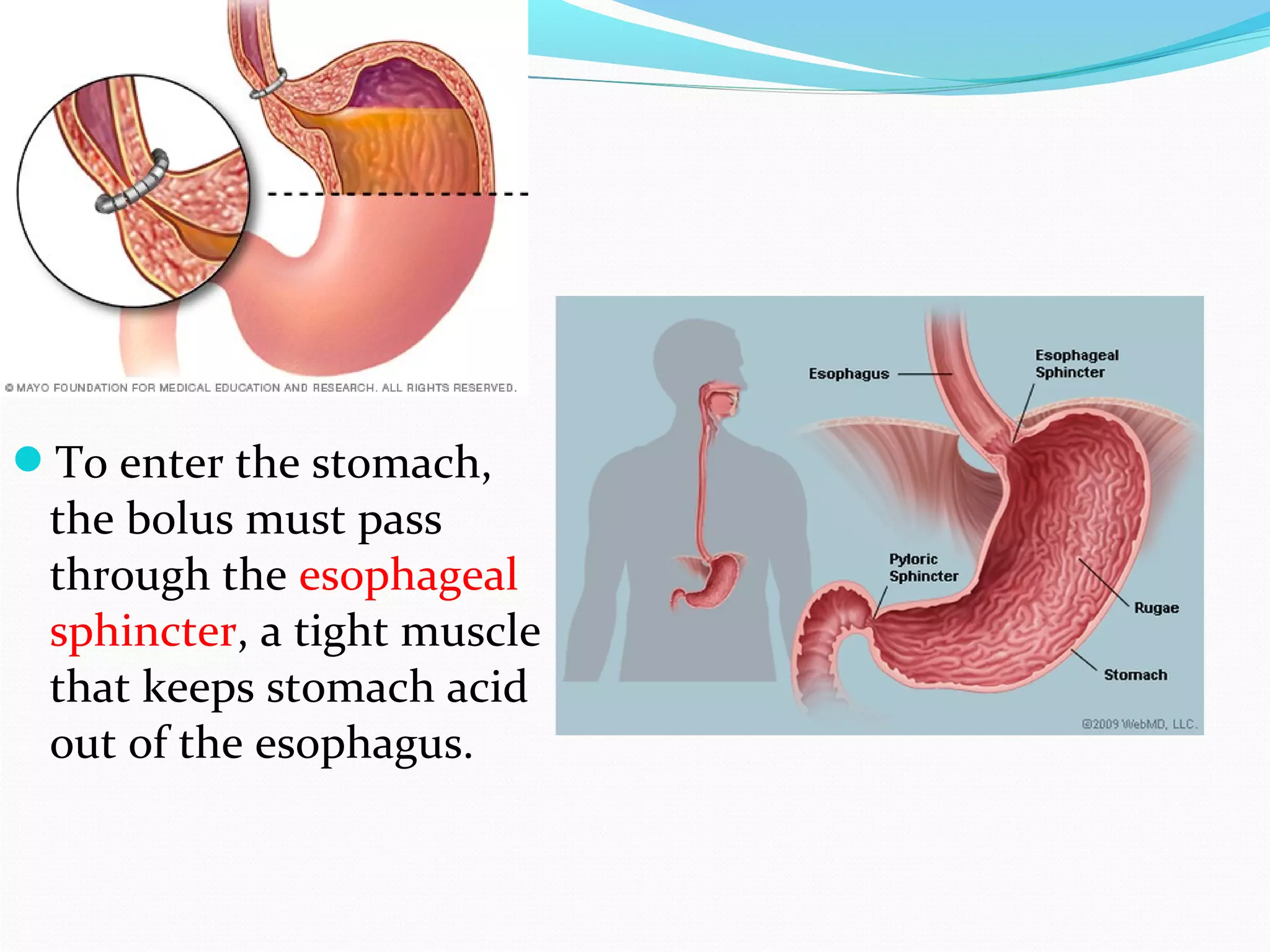 To enter the stomach,
the bolus must pass
through the esophageal
sphincter, a tight muscle
that keeps stomach acid
out of the esophagus.
 