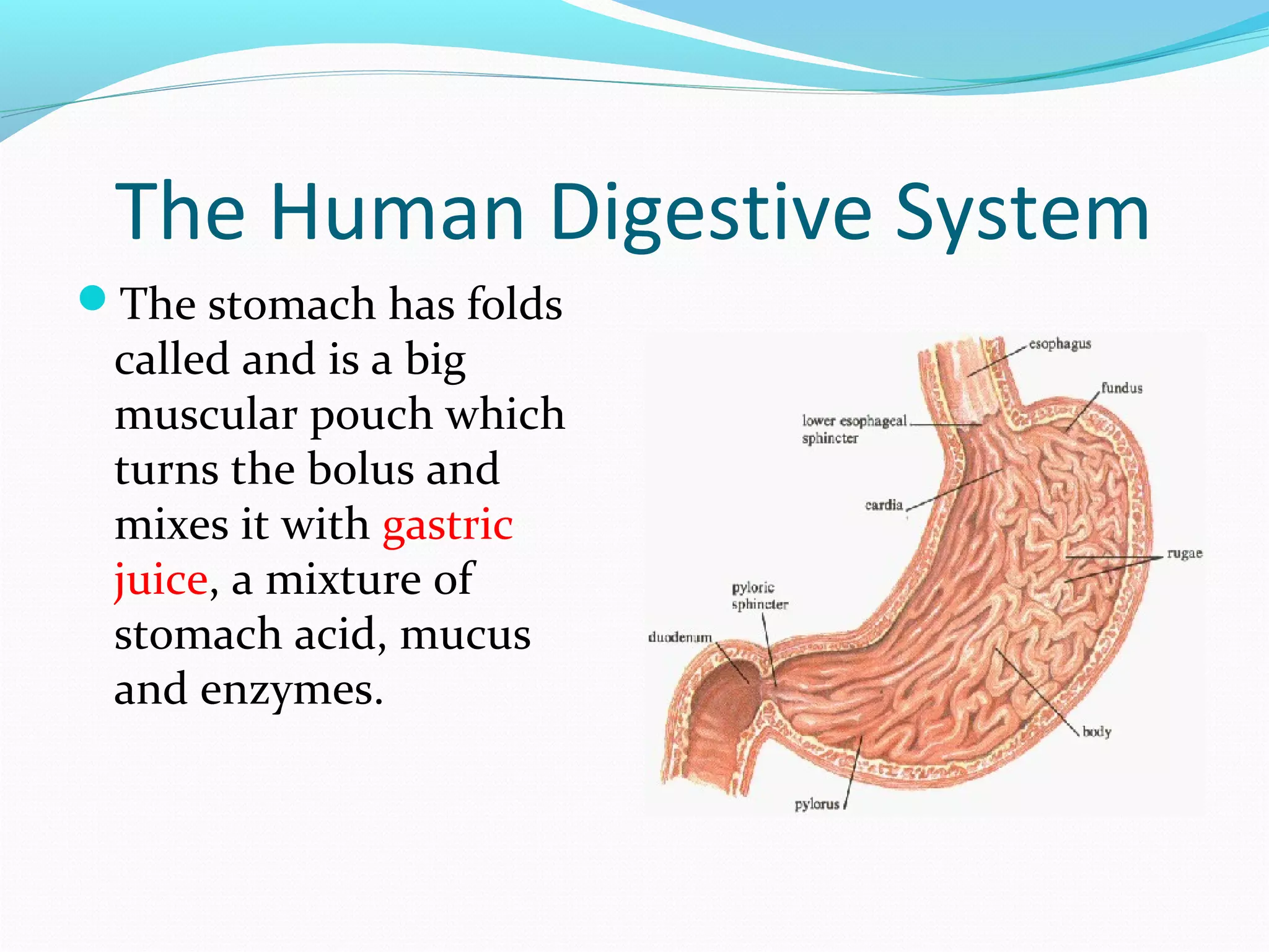 The Human Digestive System
The stomach has folds
called and is a big
muscular pouch which
turns the bolus and
mixes it with gastric
juice, a mixture of
stomach acid, mucus
and enzymes.
 