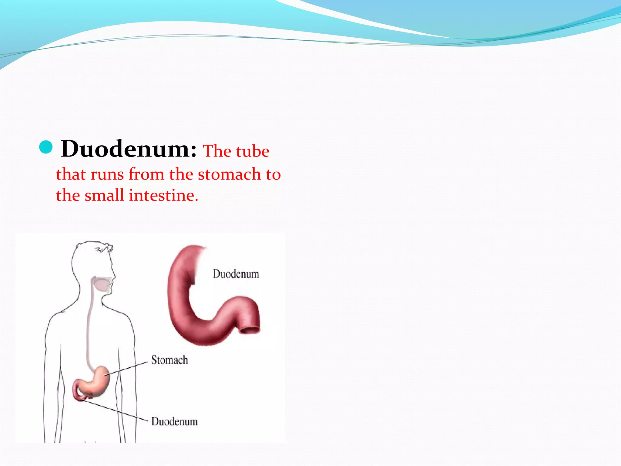 Duodenum: The tube
that runs from the stomach to
the small intestine.
 