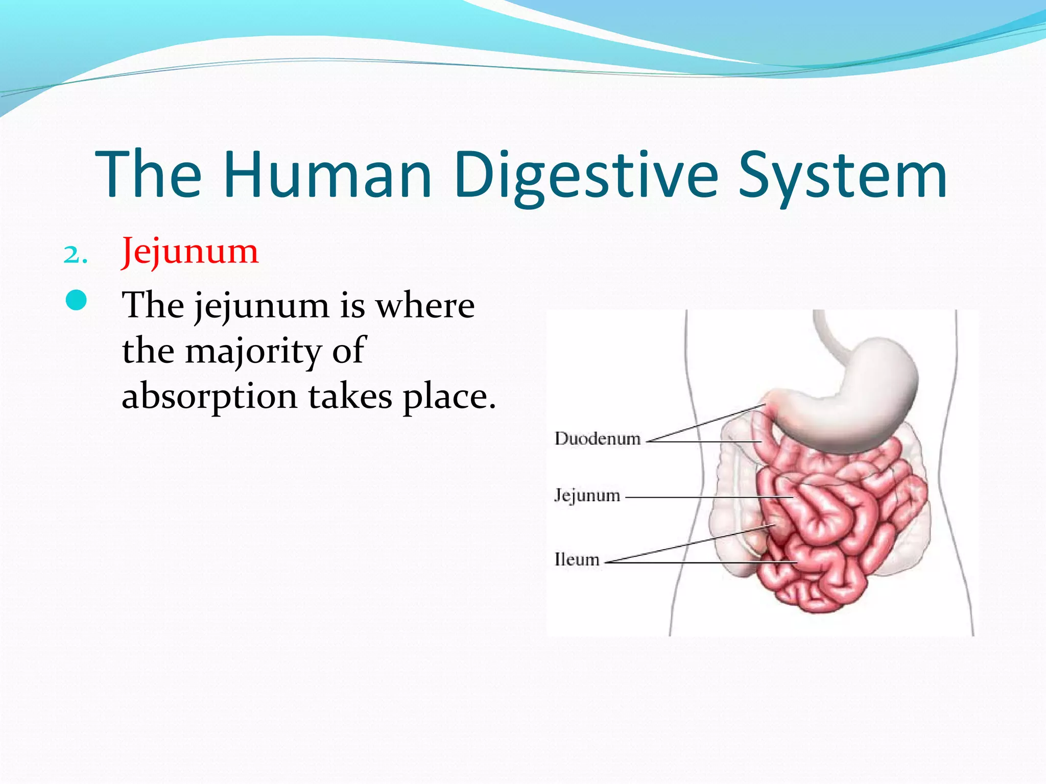 The Human Digestive System
2. Jejunum
 The jejunum is where
the majority of
absorption takes place.
 