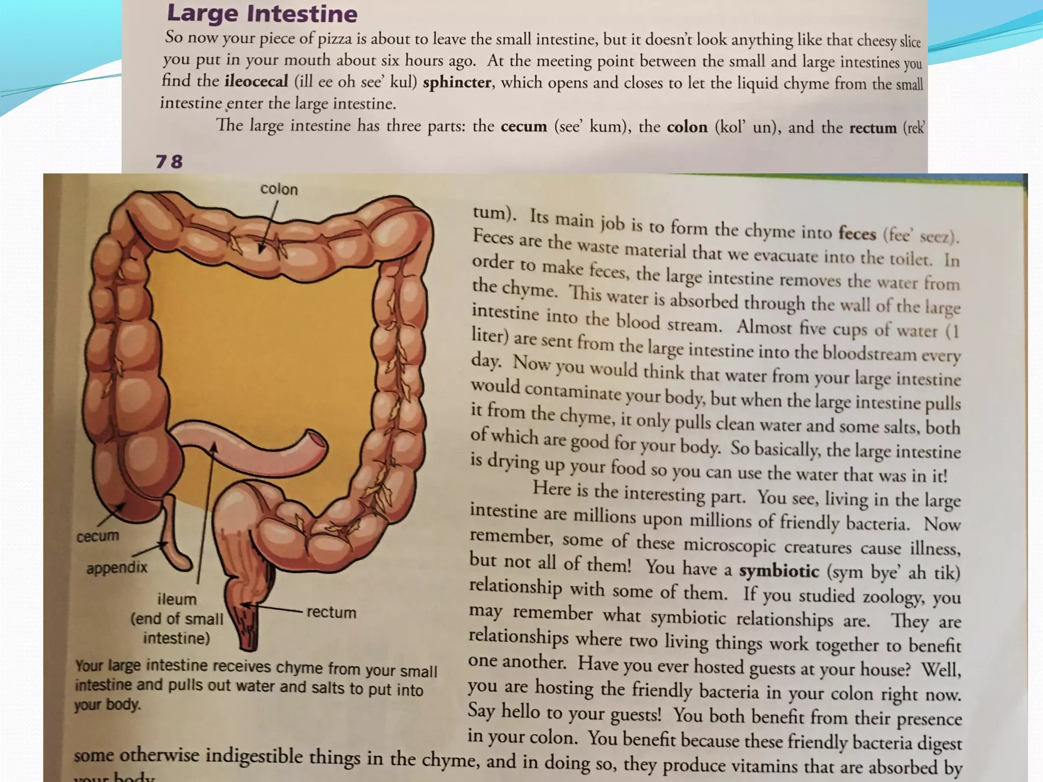 The digestive system ppt
