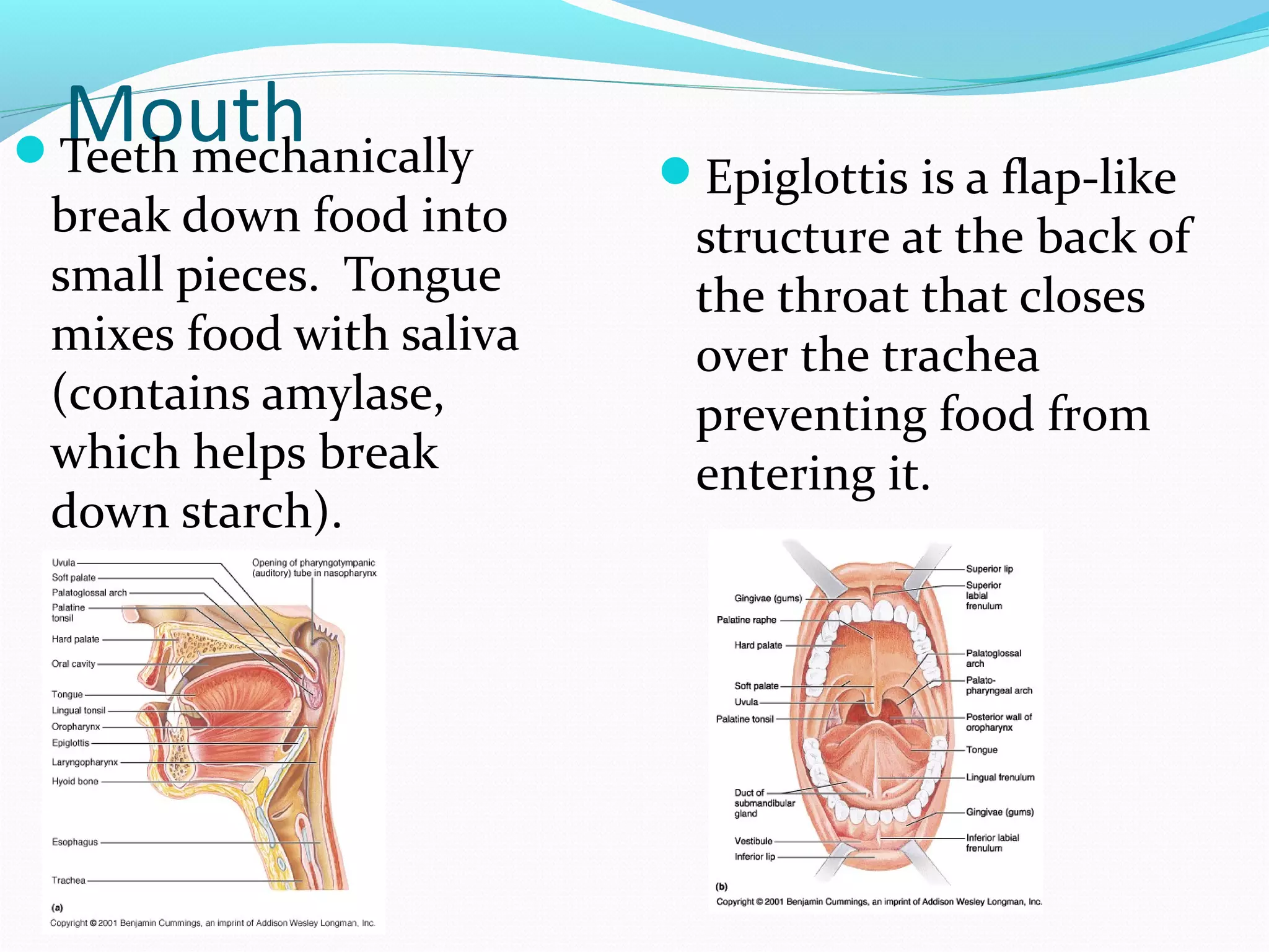 MouthTeeth mechanically
break down food into
small pieces. Tongue
mixes food with saliva
(contains amylase,
which helps break
down starch).
Epiglottis is a flap-like
structure at the back of
the throat that closes
over the trachea
preventing food from
entering it.
 