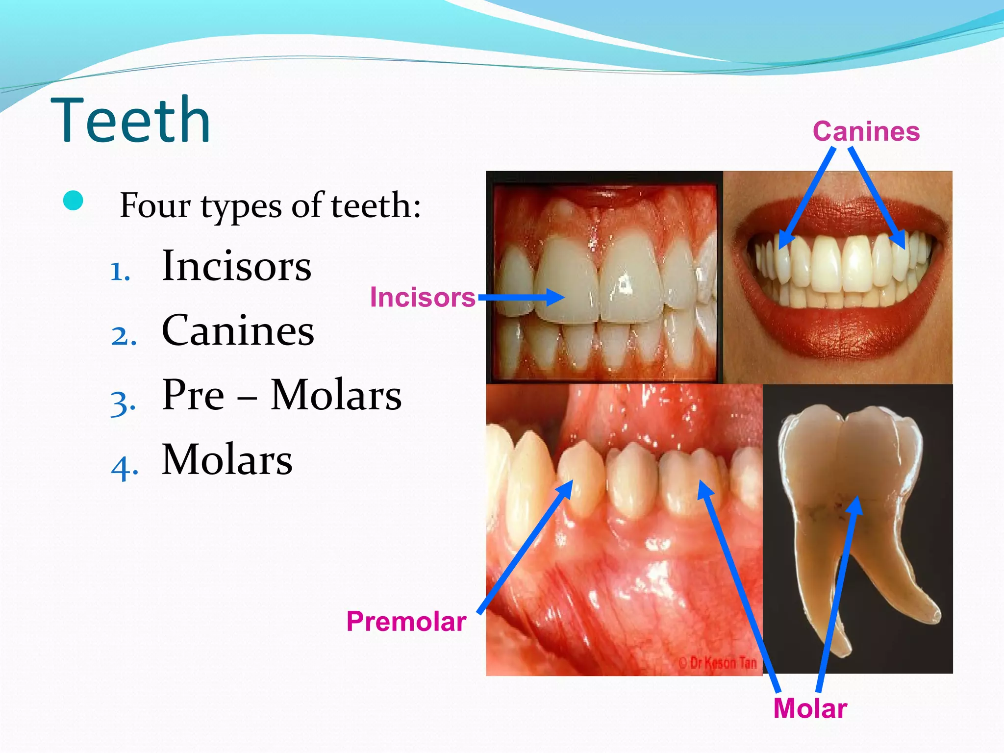Teeth
 Four types of teeth:
1. Incisors
2. Canines
3. Pre – Molars
4. Molars
Incisors
Canines
Premolar
Molar
 