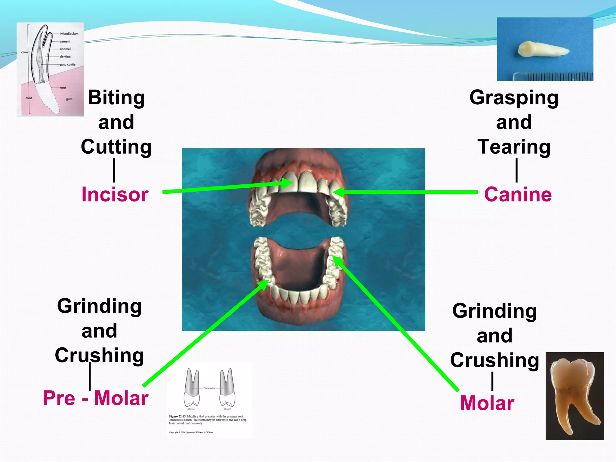 Biting
and
Cutting
Incisor
Grasping
and
Tearing
Canine
Grinding
and
Crushing
Pre - Molar
Grinding
and
Crushing
Molar
 