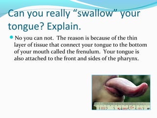 Can you really “swallow” your
tongue? Explain.
No you can not. The reason is because of the thin
layer of tissue that connect your tongue to the bottom
of your mouth called the frenulum. Your tongue is
also attached to the front and sides of the pharynx.
 