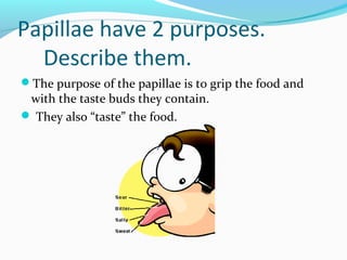 Papillae have 2 purposes.
Describe them.
The purpose of the papillae is to grip the food and
with the taste buds they contain.
 They also “taste” the food.
 