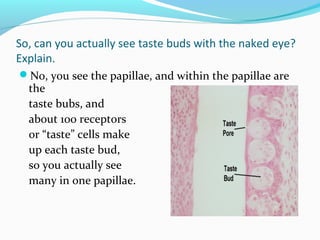 So, can you actually see taste buds with the naked eye?
Explain.
No, you see the papillae, and within the papillae are
the
taste bubs, and
about 100 receptors
or “taste” cells make
up each taste bud,
so you actually see
many in one papillae.
 