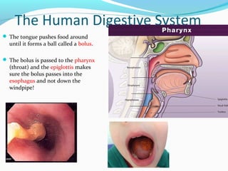 The Human Digestive System
 The tongue pushes food around
until it forms a ball called a bolus.
 The bolus is passed to the pharynx
(throat) and the epiglottis makes
sure the bolus passes into the
esophagus and not down the
windpipe!
 