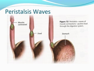 Peristalsis Waves
 